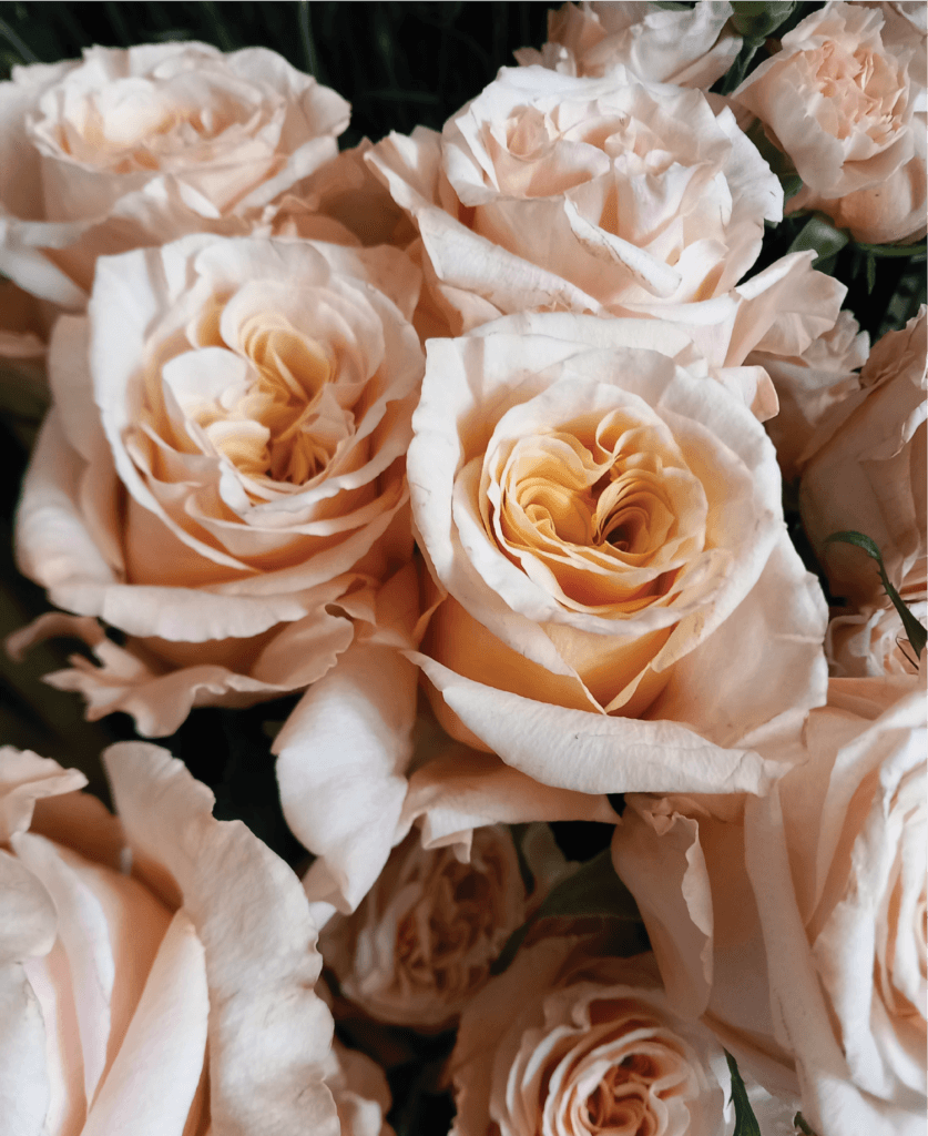 Flower-power-torino-negozio-fiori-porta-nuova-green-consegna-rapida-bouquet-rose